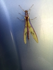 Ichthybotus hudsoni