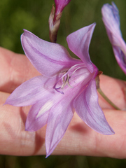 Gladiolus laxiflorus