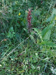 Dactylorhiza fuchsii