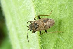 Peritrechus gracilicornis