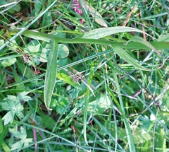 Dactylorhiza fuchsii
