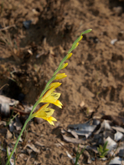Gladiolus serapiiflorus
