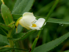 Impatiens assurgens
