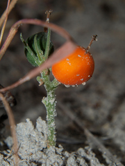 Trochomeria polymorpha