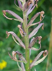 Dactylorhiza fuchsii