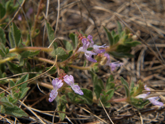 Aeollanthus fruticosus