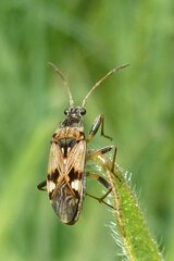 Beosus maritimus