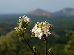 Holarrhena pubescens