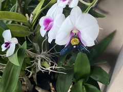 Xylocopa minor