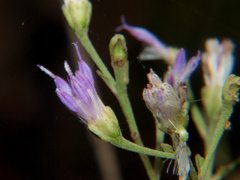 Gymnanthemum glaberrimum