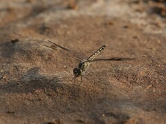 Brachythemis leucosticta
