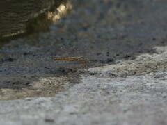 Brachythemis lacustris