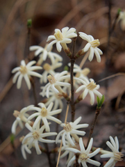 Sericanthe suffruticosa
