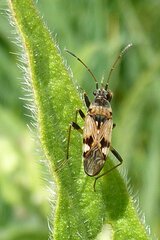 Beosus maritimus