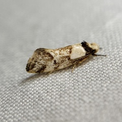 Coesyra hemiphragma