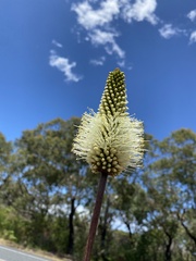 Xanthorrhoea macronema