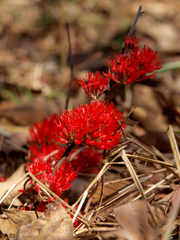Combretum platypetalum