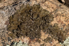 Xanthoparmelia pulla