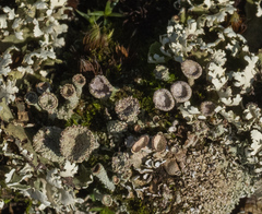 Cladonia pocillum