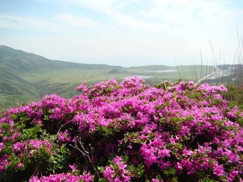 Rhododendron kiusianum (Rhododendron kiusianum)
