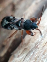 Scolopostethus thomsoni