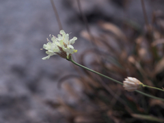 Cephalaria coriacea