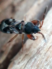 Scolopostethus thomsoni