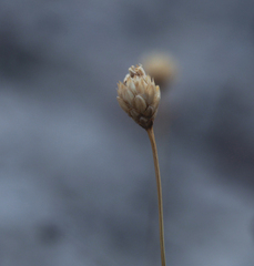 Cephalaria coriacea