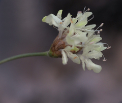 Cephalaria coriacea