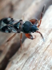 Scolopostethus thomsoni