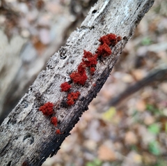 Metatrichia vesparium