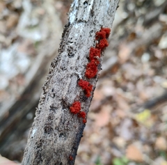 Metatrichia vesparium