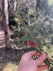 Grevillea caleyi