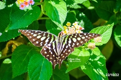 Graphium agamemnon