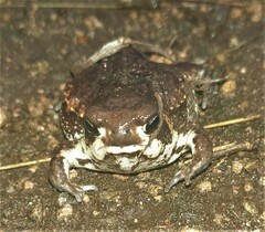 Breviceps adspersus