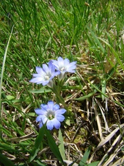 Gentiana thunbergii thunbergii