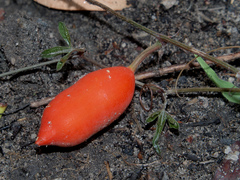 Trochomeria macrocarpa