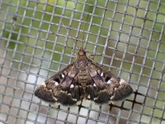 Piletocera signiferalis