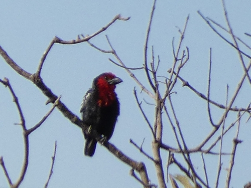 Black-billed Barbet