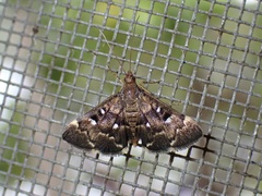 Piletocera signiferalis