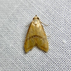 Hapaloteucha paragramma