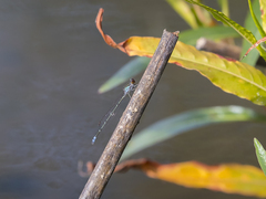 Pseudagrion sudanicum
