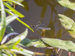 Pseudagrion massaicum