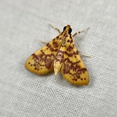 Conogethes haemactalis