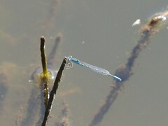 Pseudagrion assegaii