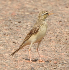 Anthus rufulus