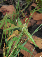 Acalypha villicaulis