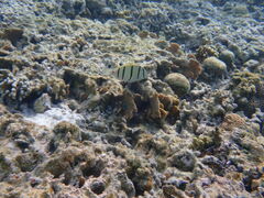 Acanthurus triostegus