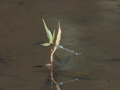 Pseudagrion coeleste