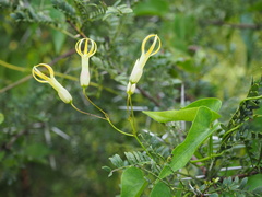 Riocreuxia polyantha